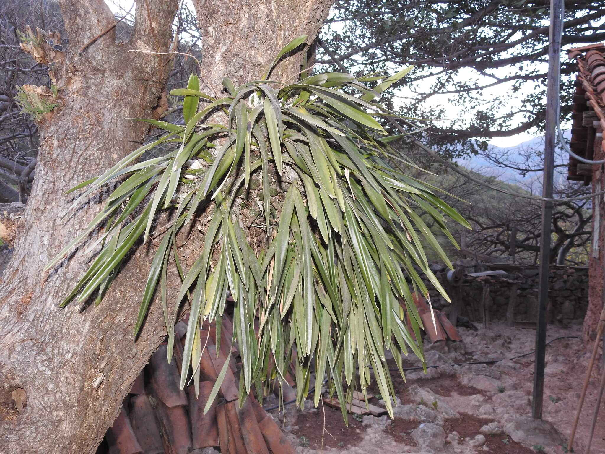 Encyclia adenocarpos